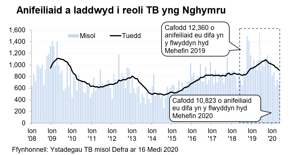 Siart yn dangos y tueddiad o ran anifeiliaid a gafodd eu difa er mwyn rheoli TB yng Nghymru ers 2008. Cafodd 10,823 o anifeiliaid eu difa yn ystod y 12 mis hyd Mehefin 2020, sy’n ostyngiad o 12% o’i gymharu â’r 12 mis blaenorol.