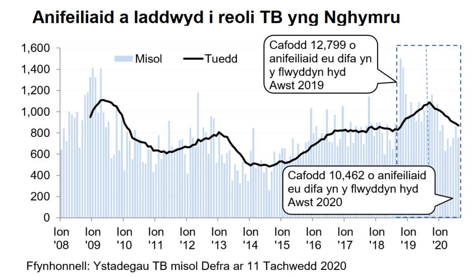 Siart yn dangos y tueddiad o ran anifeiliaid a gafodd eu difa er mwyn rheoli TB yng Nghymru ers 2008. Cafodd 10,462 o anifeiliaid eu difa yn ystod y 12 mis hyd Awst 2020, sy’n ostyngiad o 18% o’i gymharu â’r 12 mis blaenorol.