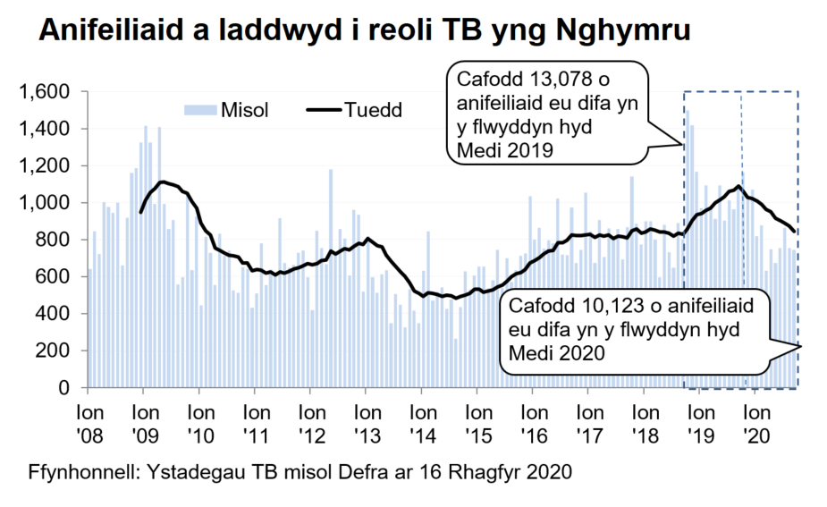 Siart yn dangos y tueddiad o ran anifeiliaid a gafodd eu difa er mwyn rheoli TB yng Nghymru ers 2008. Cafodd 10,123 o anifeiliaid eu difa yn ystod y 12 mis hyd Medi 2020, sy’n ostyngiad o 23% o’i gymharu â’r 12 mis blaenorol.