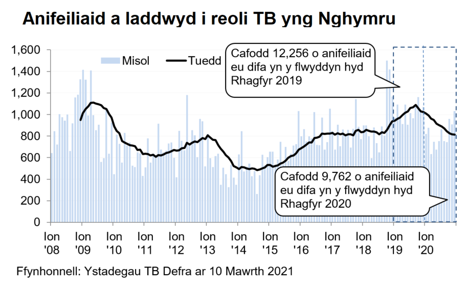 Siart yn dangos y tueddiad o ran anifeiliaid a gafodd eu difa er mwyn rheoli TB yng Nghymru ers 2008. Cafodd 9,762 o anifeiliaid eu difa yn ystod y 12 mis hyd Rhagfyr 2020, sy’n ostyngiad o 20% o’i gymharu â’r 12 mis blaenorol.