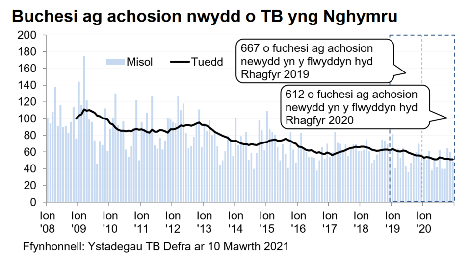 Siart yn dangos y tueddiad o ran achosion mewn buchesi newydd ers 2008. Roedd 612 o achosion newydd yn ystod y 12 mis hyd Rhagfyr 2020, sy’n ostyngiad o 8% o’i gymharu â’r 12 mis blaenorol.