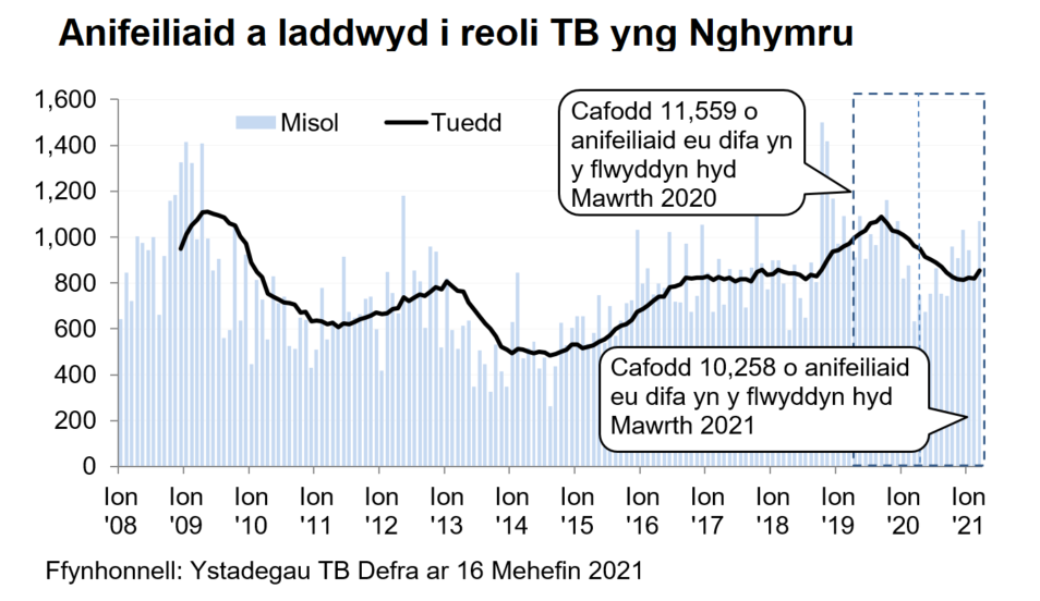 Siart yn dangos y tueddiad o ran anifeiliaid a gafodd eu difa er mwyn rheoli TB yng Nghymru ers 2008. Cafodd 10,258 o anifeiliaid eu difa yn ystod y 12 mis hyd Mawrth 2021, sy’n ostyngiad o 11% o’i gymharu â’r 12 mis blaenorol.