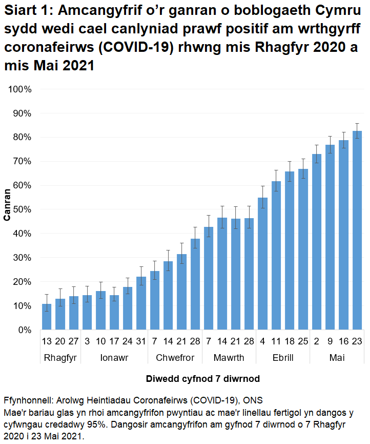 Mae'r siart yn dangos bod nifer y bobl sy'n profi'n bositif am wrthgyrff COVID-19 yn parhau i gynyddu.