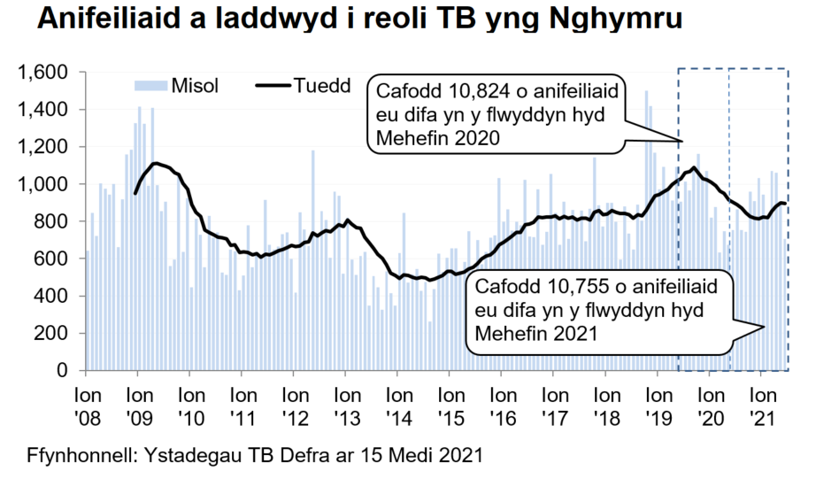 Siart yn dangos y tueddiad o ran anifeiliaid a gafodd eu difa er mwyn rheoli TB yng Nghymru ers 2008. Cafodd 10,755 o anifeiliaid eu difa yn ystod y 12 mis hyd Mehefin 2021, sy’n ostyngiad o 1% o’i gymharu â’r 12 mis blaenorol.