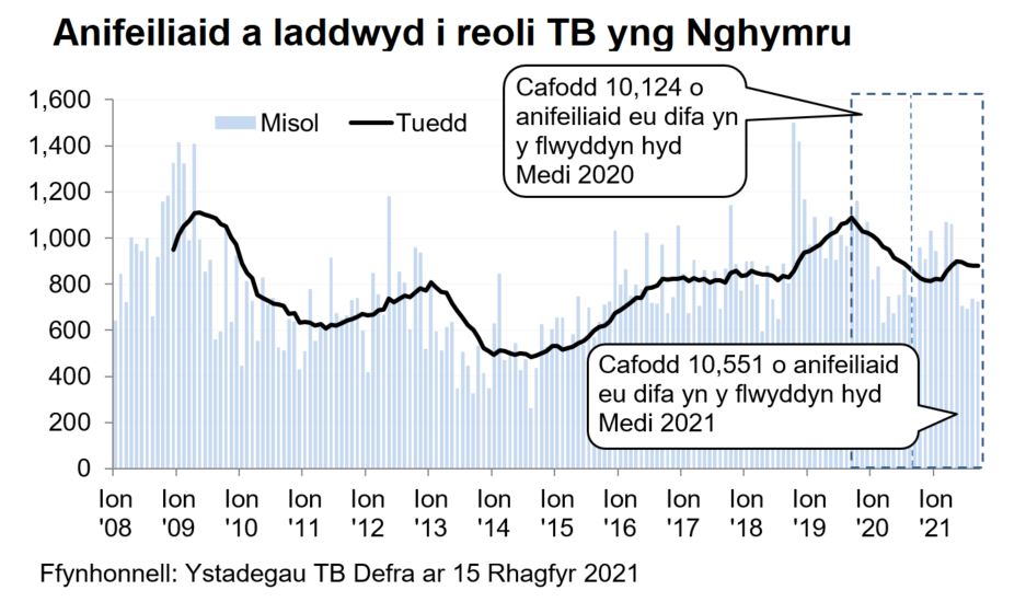 Siart yn dangos y tueddiad o ran anifeiliaid a gafodd eu difa er mwyn rheoli TB yng Nghymru ers 2008. Cafodd 10,551 o anifeiliaid eu difa yn ystod y 12 mis hyd Medi 2021, sy’n gynnydd o 4% o’i gymharu â’r 12 mis blaenorol.