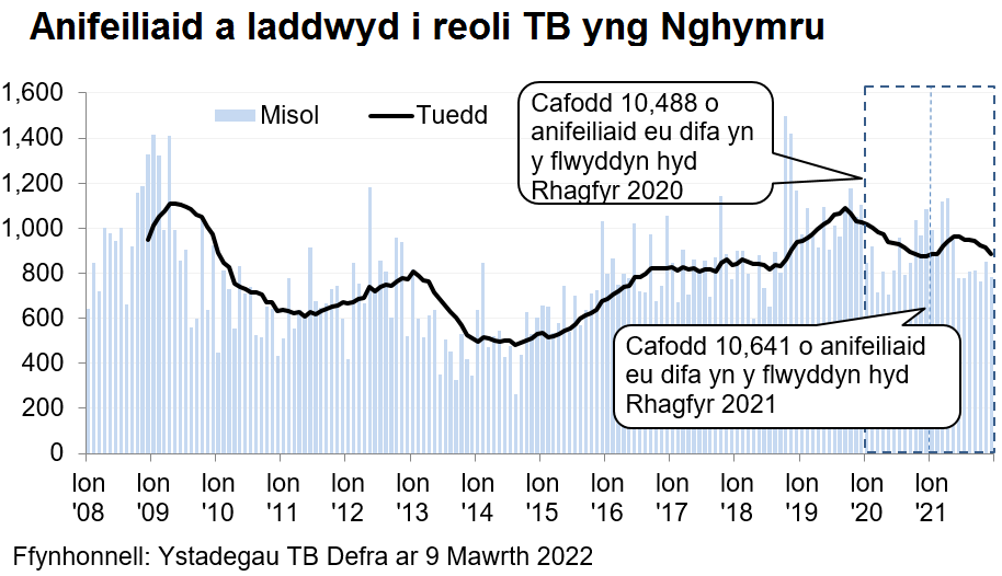 Siart yn dangos y tueddiad o ran anifeiliaid a gafodd eu difa er mwyn rheoli TB yng Nghymru ers 2008. Cafodd 10,641 o anifeiliaid eu difa yn ystod y 12 mis hyd Rhagfyr 2021, sy’n gynnydd o 1.5% o’i gymharu â’r 12 mis blaenorol.