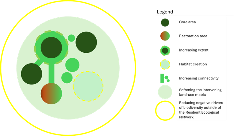 Ffigur 1 Rhwydwaith ecolegol gwydn cysyniadol, sy'n ymgorffori camau gweithredu credadwy i gynyddu gwydnwch rhwydwaith, megis cynyddu cysylltedd drwy goridorau cynefin a cherrig camu. Yn seiliedig ar y Practitioners’ guide to Resilient Ecological Networks a Defining and delivering resilient ecological networks: Nature conservation in England - Isaac - 2018 - Journal of Applied Ecology - Wiley Online Library