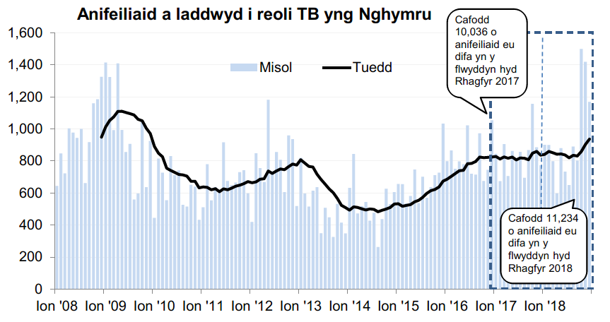 Siart yn dangos y tueddiad o ran anifeiliaid a gafodd eu difa er mwyn rheoli TB yng Nghymru ers 2008. Cafodd 11,234 o anifeiliaid eu difa yn ystod y 12 mis hyd Rhagfyr 2018, sy’n gynnydd o 12% o’i gymharu â’r 12 mis blaenorol.