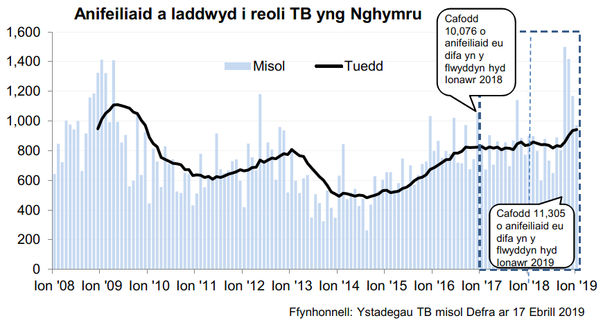 Siart yn dangos y tueddiad o ran anifeiliaid a gafodd eu difa er mwyn rheoli TB yng Nghymru ers 2008. Cafodd 11,305 o anifeiliaid eu difa yn ystod y 12 mis hyd Ionawr 2019, sy’n gynnydd o 12% o’i gymharu â’r 12 mis blaenorol.