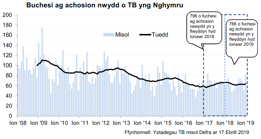Siart yn dangos y tueddiad o ran achosion mewn buchesi newydd ers 2008. Roedd 766 o achosion newydd yn ystod y 12 mis hyd Ionawr 2019, sy’n ostyngiad o 4% o’i gymharu â’r 12 mis blaenorol.