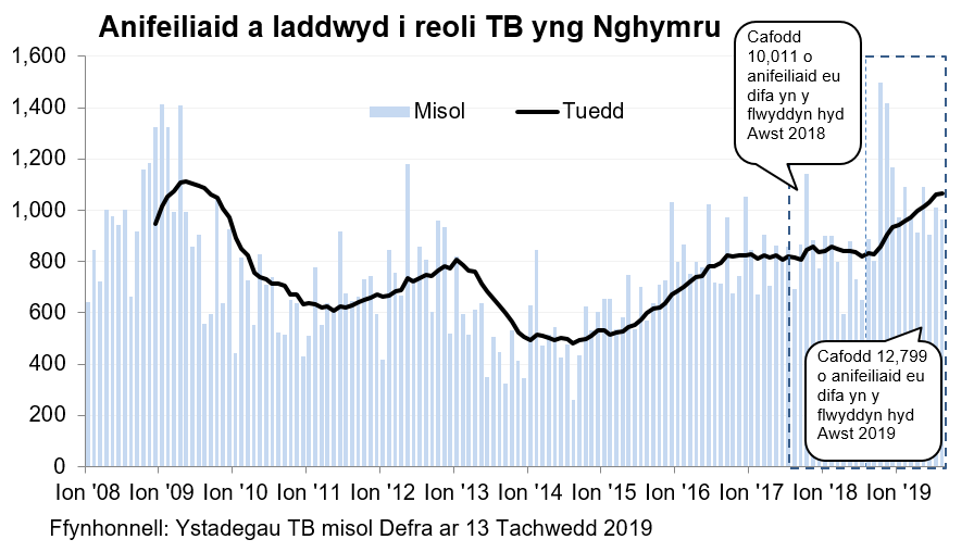 Siart yn dangos y tueddiad o ran anifeiliaid a gafodd eu difa er mwyn rheoli TB yng Nghymru ers 2008. Cafodd 12,799 o anifeiliaid eu difa yn ystod y 12 mis hyd Awst 2019, sy’n gynnydd o 28% o’i gymharu â’r 12 mis blaenorol.