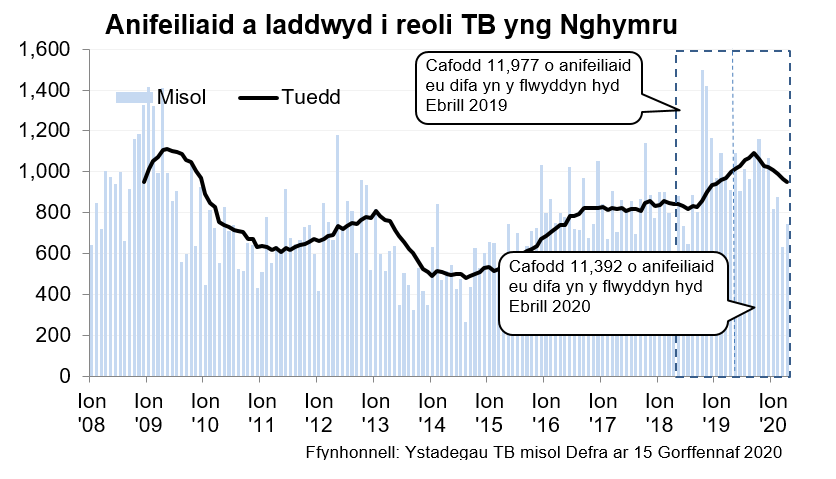 Siart yn dangos y tueddiad o ran anifeiliaid a gafodd eu difa er mwyn rheoli TB yng Nghymru ers 2008. Cafodd 11,392 o anifeiliaid eu difa yn ystod y 12 mis hyd Ebrill 2020, sy’n ostyngiad o 5% o’i gymharu â’r 12 mis blaenorol.