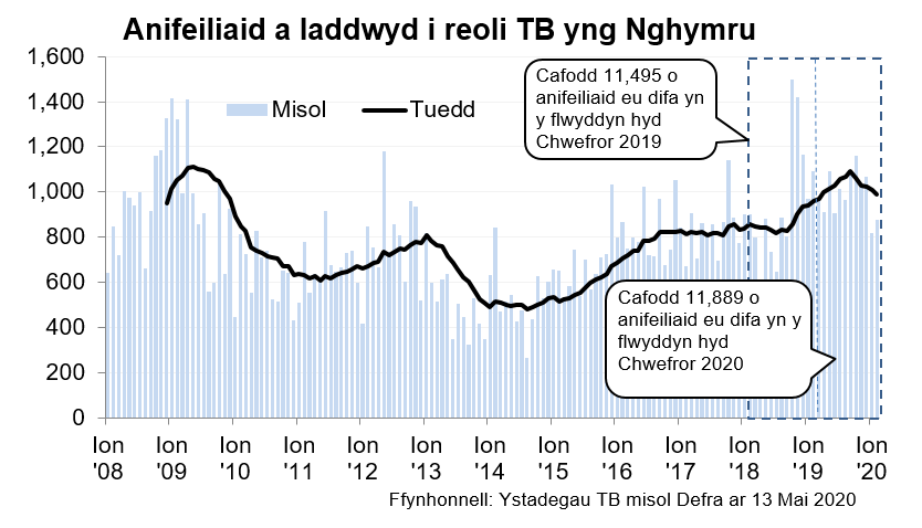 Chart showing the trend in animals slaughtered for TB control in Wales since 2008. 11,889 animals were slaughtered in the 12 months to February 2020, an increase of 3% compared with the previous 12 months.Siart yn dangos y tueddiad o ran anifeiliaid a gafodd eu difa er mwyn rheoli TB yng Nghymru ers 2008. Cafodd 11,889 o anifeiliaid eu difa yn ystod y 12 mis hyd Chwefror 2020, sy’n gynnydd o 3% o’i gymharu â’r 12 mis blaenorol.