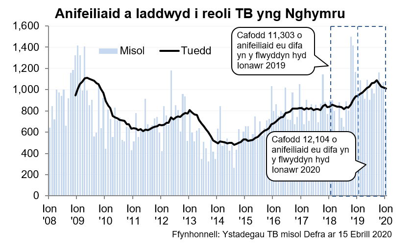 Siart yn dangos y tueddiad o ran anifeiliaid a gafodd eu difa er mwyn rheoli TB yng Nghymru ers 2008. Cafodd 12,104 o anifeiliaid eu difa yn ystod y 12 mis hyd Ionawr 2020, sy’n gynnydd o 7% o’i gymharu â’r 12 mis blaenorol.