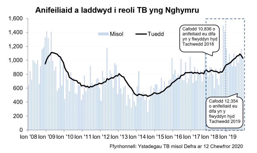 Siart yn dangos y tueddiad o ran anifeiliaid a gafodd eu difa er mwyn rheoli TB yng Nghymru ers 2008. Cafodd 12,354 o anifeiliaid eu difa yn ystod y 12 mis hyd Tachwedd 2019, sy’n gynnydd o 14% o’i gymharu â’r 12 mis blaenorol.