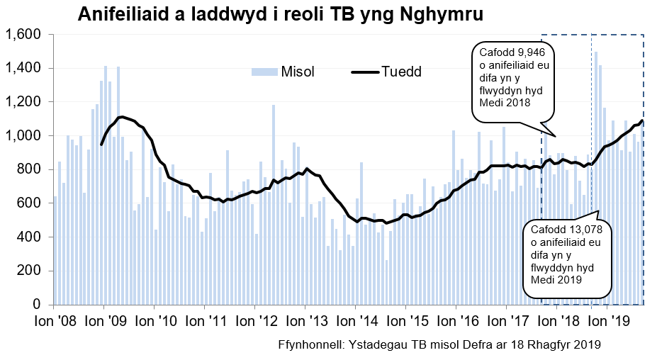 Siart yn dangos y tueddiad o ran anifeiliaid a gafodd eu difa er mwyn rheoli TB yng Nghymru ers 2008. Cafodd 13,078 o anifeiliaid eu difa yn ystod y 12 mis hyd Medi 2019, sy’n gynnydd o 31% o’i gymharu â’r 12 mis blaenorol.