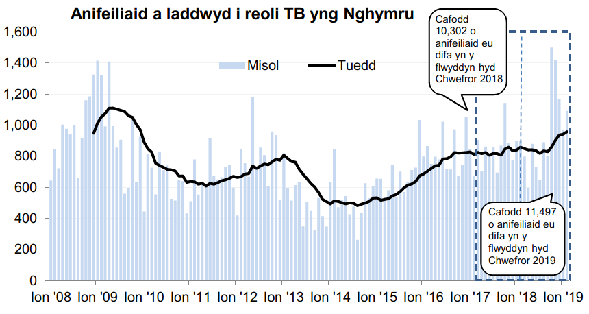 Siart yn dangos y tueddiad o ran anifeiliaid a gafodd eu difa er mwyn rheoli TB yng Nghymru ers 2008. Cafodd 11,497 o anifeiliaid eu difa yn ystod y 12 mis hyd Chwefror 2019, sy’n gynnydd o 12% o’i gymharu â’r 12 mis blaenorol.