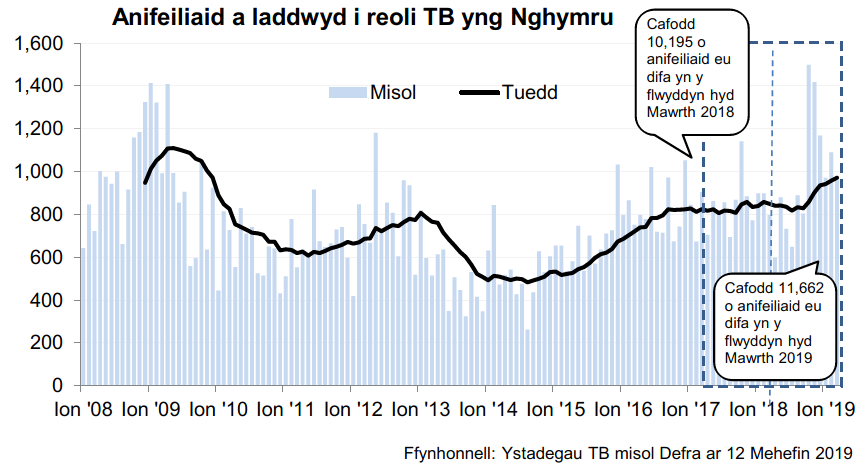 Siart yn dangos y tueddiad o ran anifeiliaid a gafodd eu difa er mwyn rheoli TB yng Nghymru ers 2008. Cafodd 11,662 o anifeiliaid eu difa yn ystod y 12 mis hyd Mawrth 2019, sy’n gynnydd o 14% o’i gymharu â’r 12 mis blaenorol.